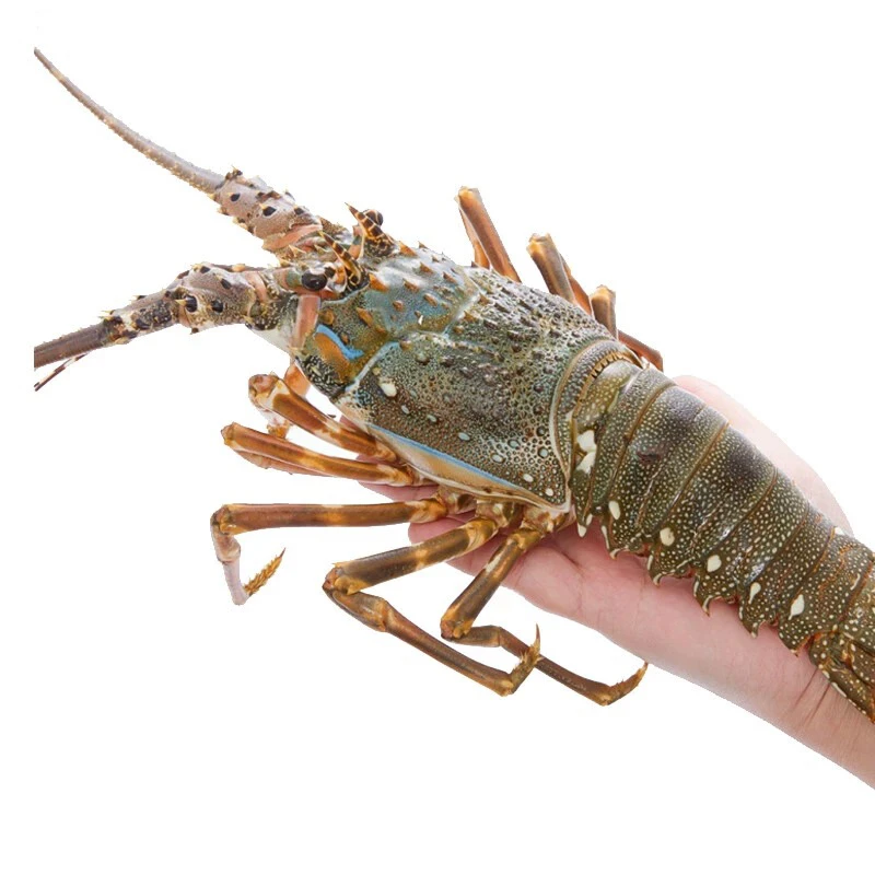 东山岛小青龙7-8两/只鲜活速冻包鲜包飞顺丰包邮