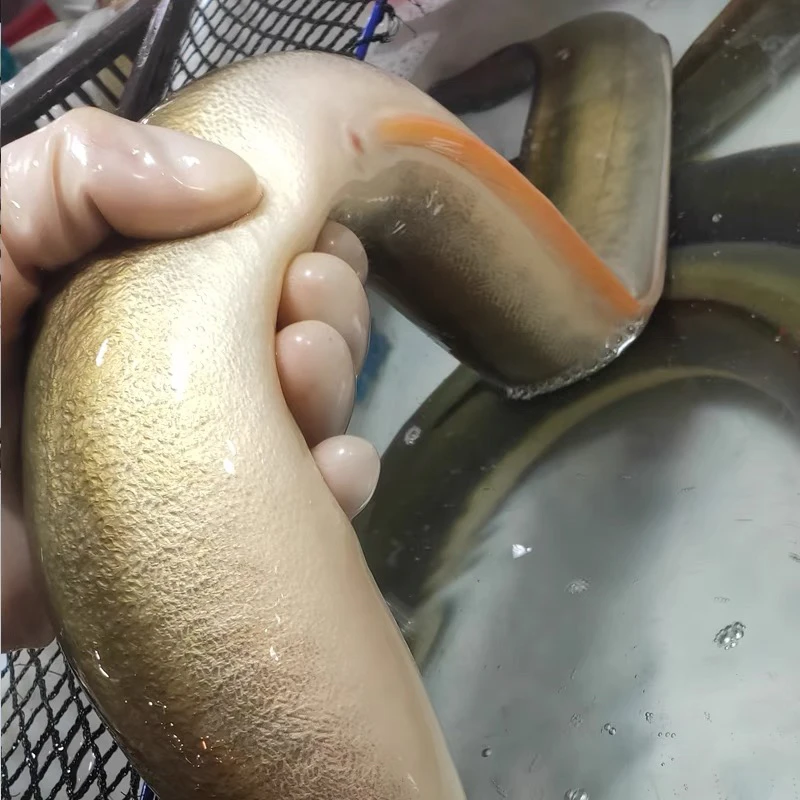 福建东山岛野生土鳗豆齿鳗中华须鳗1.5-3.5斤/条鲜活速冻送汤包