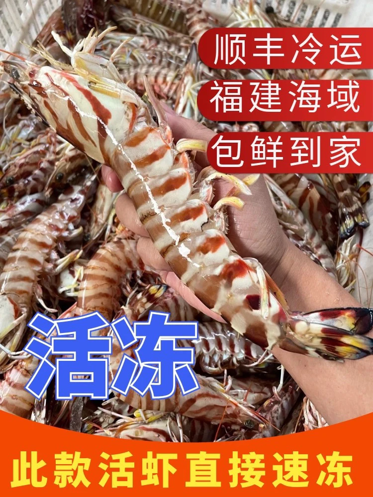 【一斤6-8只特大虾】福建东山岛野生斑节虾九节虾鲜活速冻顺丰包邮