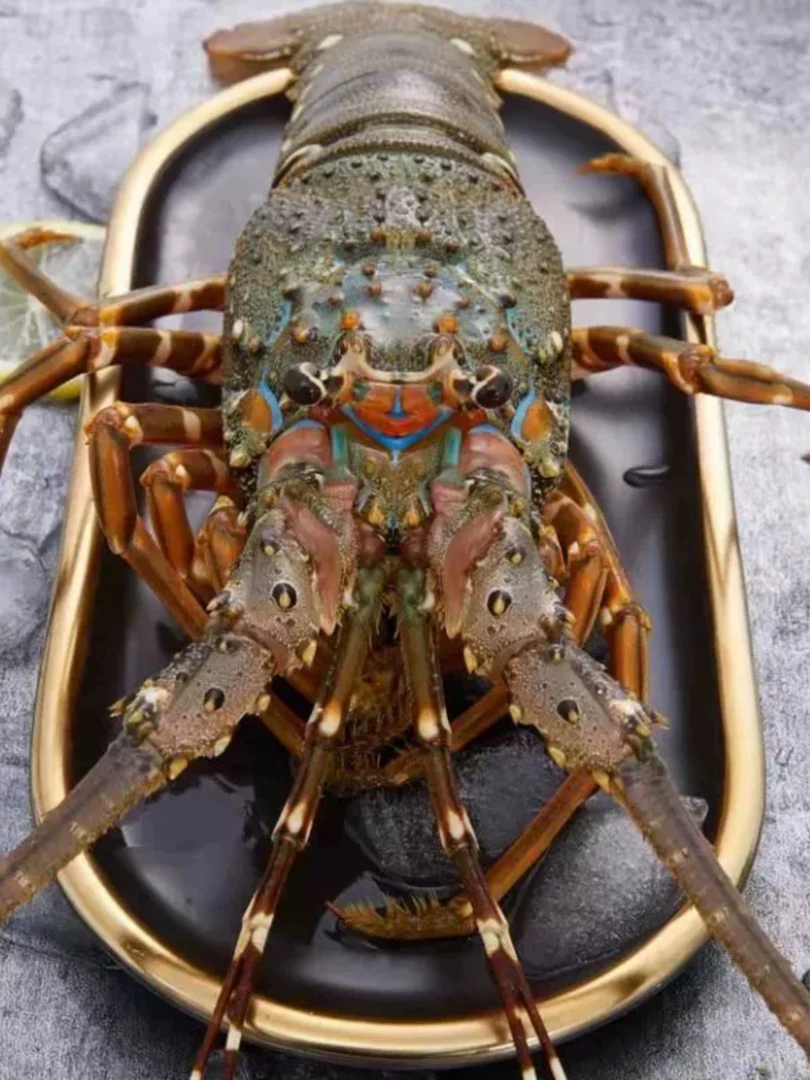 【1-1.2斤特大小青龙】新鲜速冻包鲜包肥顺丰包邮