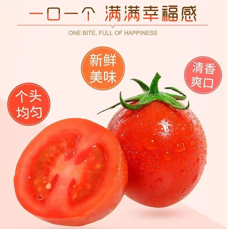【甄选精品】广西圣女果现摘新鲜生吃小西红柿小果应季水果5斤