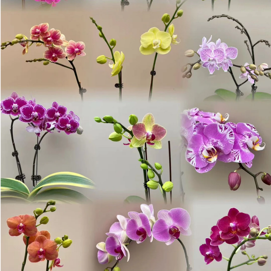 蝴蝶兰 带花带花苞 一物一拍 实物以直播间为准