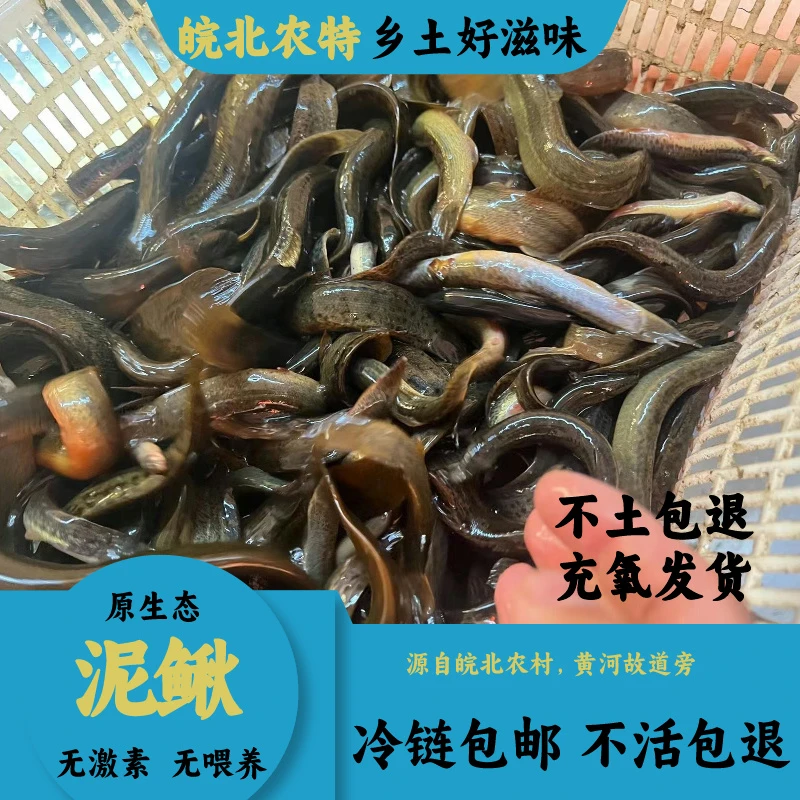 【3斤装】土泥鳅鲜活发货，扁鳅非青鳅，个别死亡介意勿拍