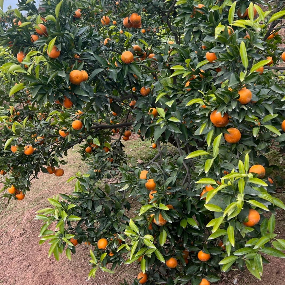 自家果园种植生态沃柑，纯甜多汁2500g/5000g水果