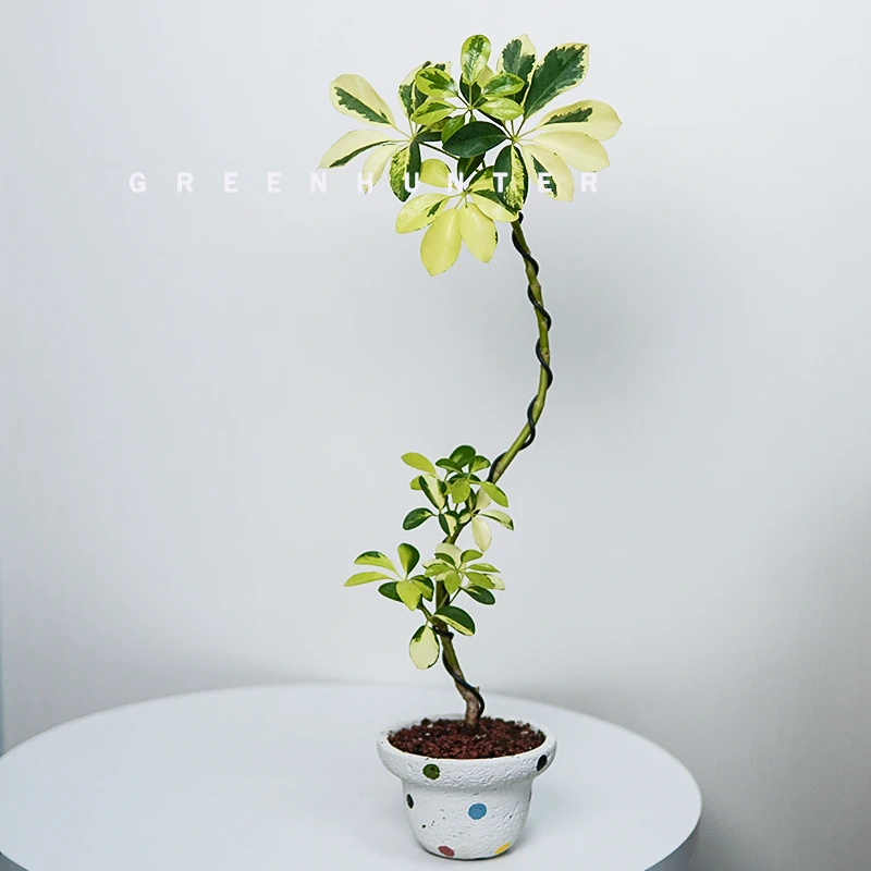 河道边 造型花叶鸭脚木植物盆栽 金边鹅掌柴植物 室内耐阴 观叶