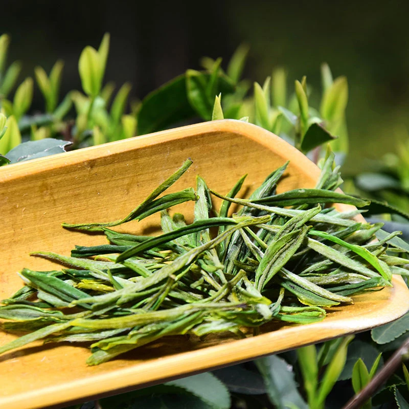 毛峰春茶新茶口粮茶雨前茶花果香浓香耐泡一芽两叶M9