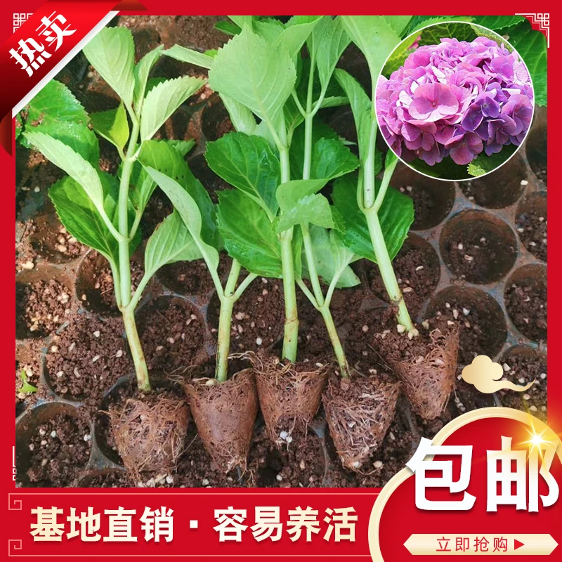 云南绣球花苗基地直销阳台庭院无尽夏八仙花盆栽地栽耐寒四季开花