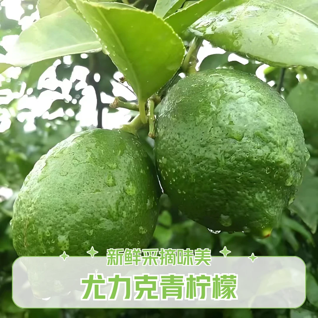 2025年安岳尤力克青柠檬新鲜采摘果园种植