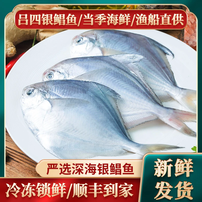 【大鲳】吕四海捕银鲳鱼3斤（2条/斤）新鲜冷鲜大鲳鱼海鲜