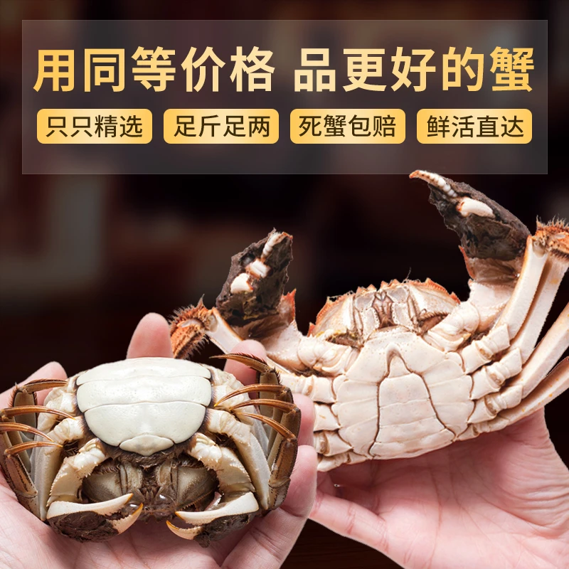 【活蟹现货】蟹艺舫老沈清水大闸蟹母蟹2.8两6只送公蟹4.0两2只