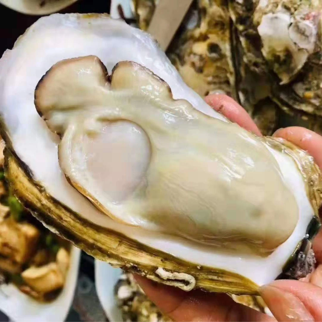 乳山生蚝（小时达）