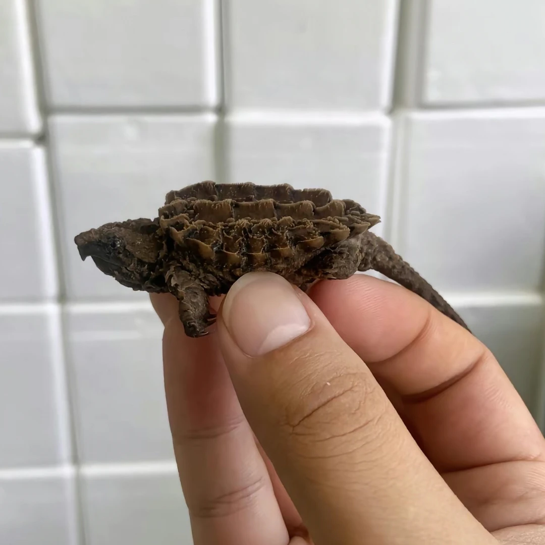 咖啡钓鱼龟龟宠宠物观赏冷水龟