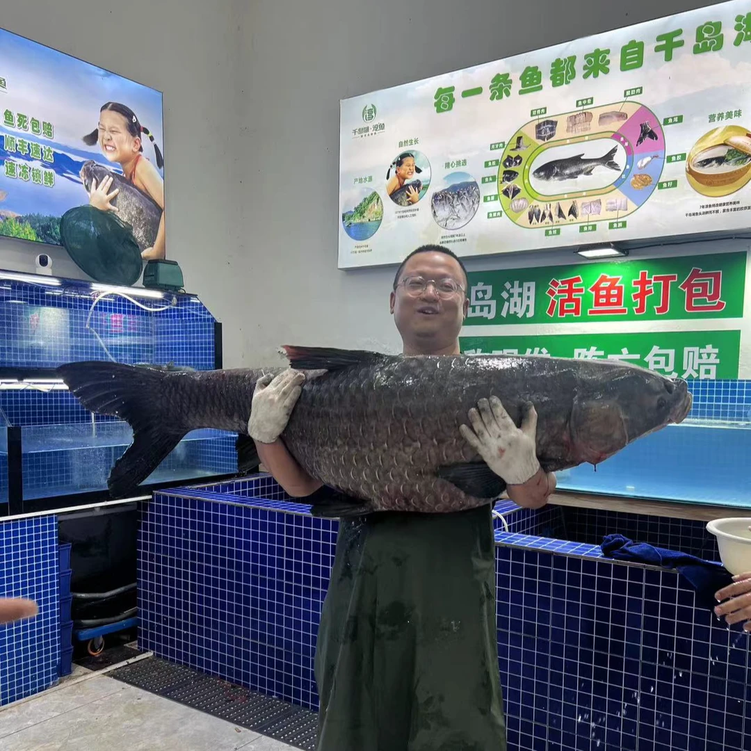 浙江杭州千岛湖野生螺丝青鱼/宰杀快递全国包邮包鲜10~30斤可选
