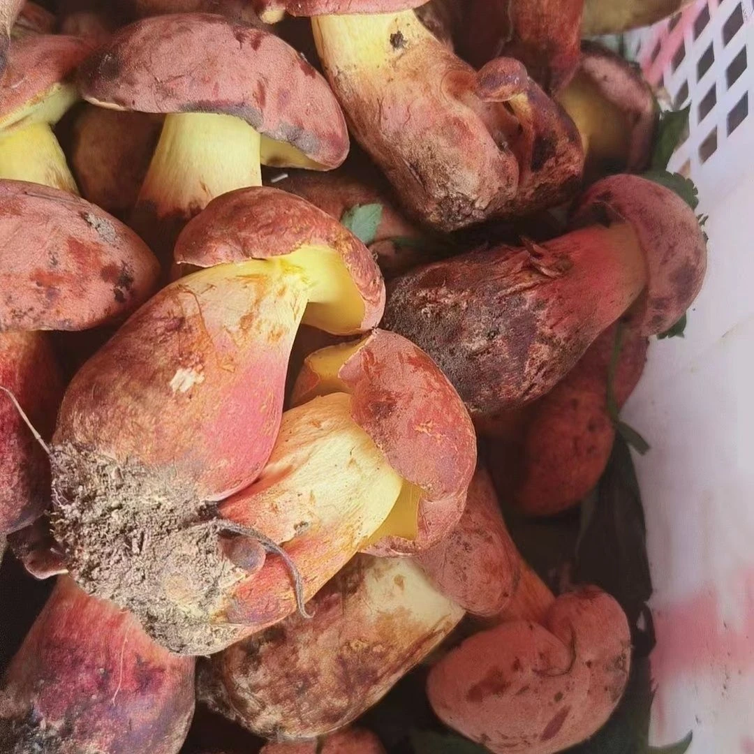 云南野生鲜红美味网红食用红葱牛肝菌见手青煲汤当季蘑菇新鲜菌菇