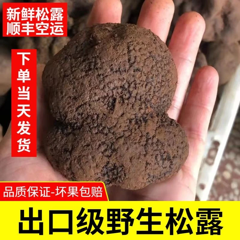新鲜黑松露500g云南新鲜松露 云南高黎贡山黑松露