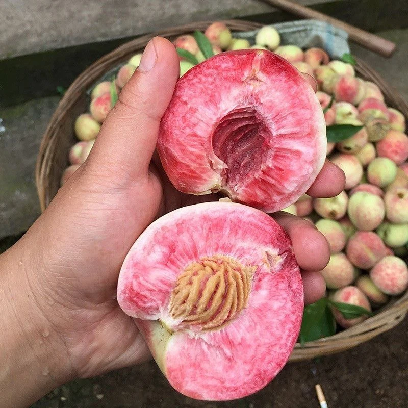 贵州正宗老树白花桃血桃甜脆桃子毛桃老品种桃子新鲜现摘夏天桃子