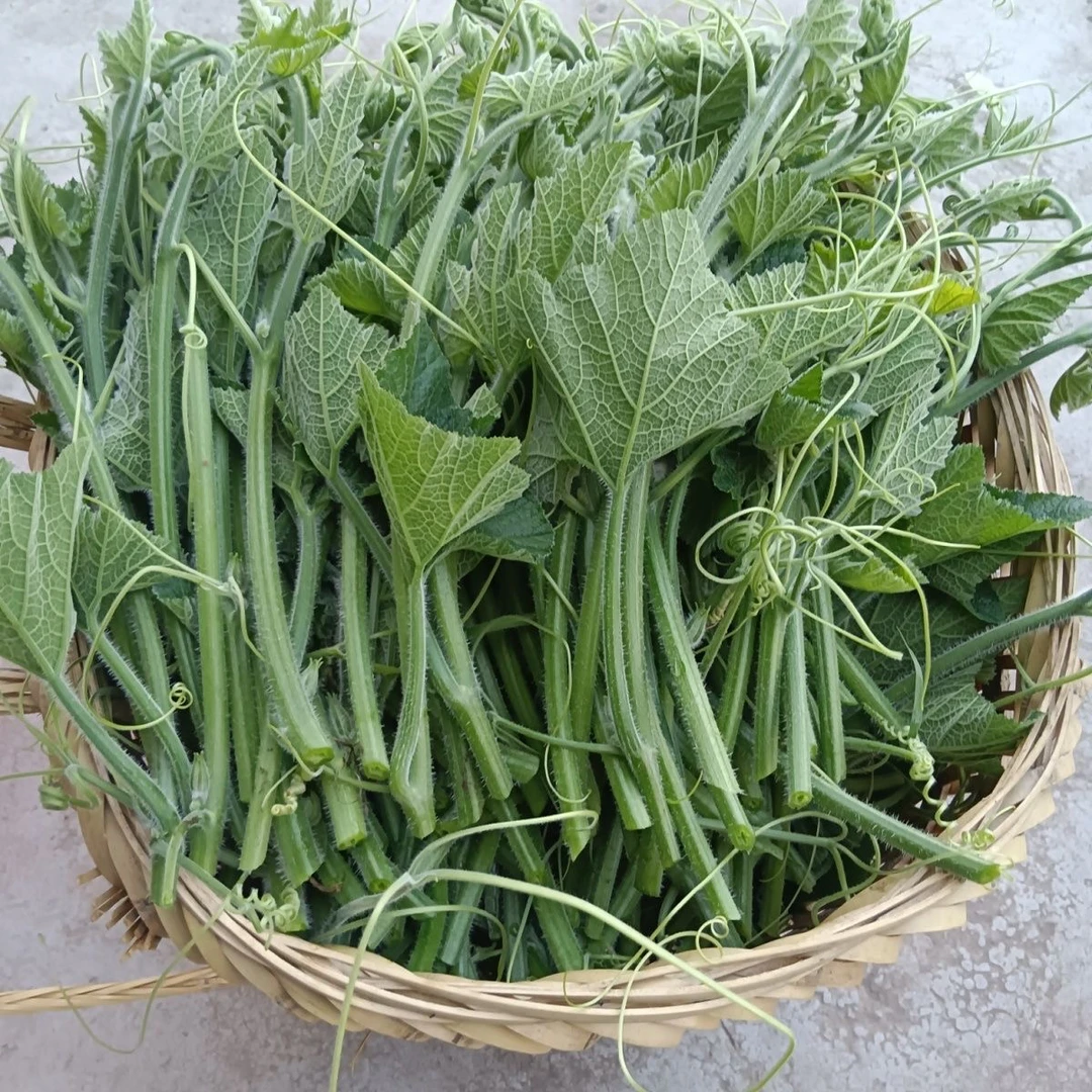 顺丰包邮贵州南瓜藤新鲜现摘南瓜尖专吃南瓜藤须食用时令当季蔬菜