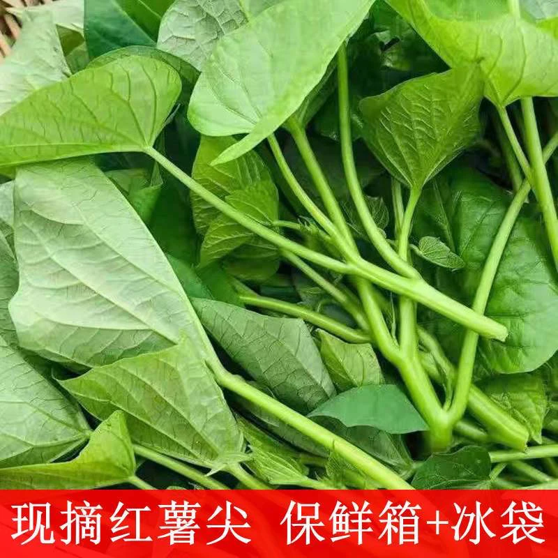 红薯叶新鲜专吃红薯尖嫩尖苕尖当季地瓜叶时令蔬菜现摘现发红薯尖
