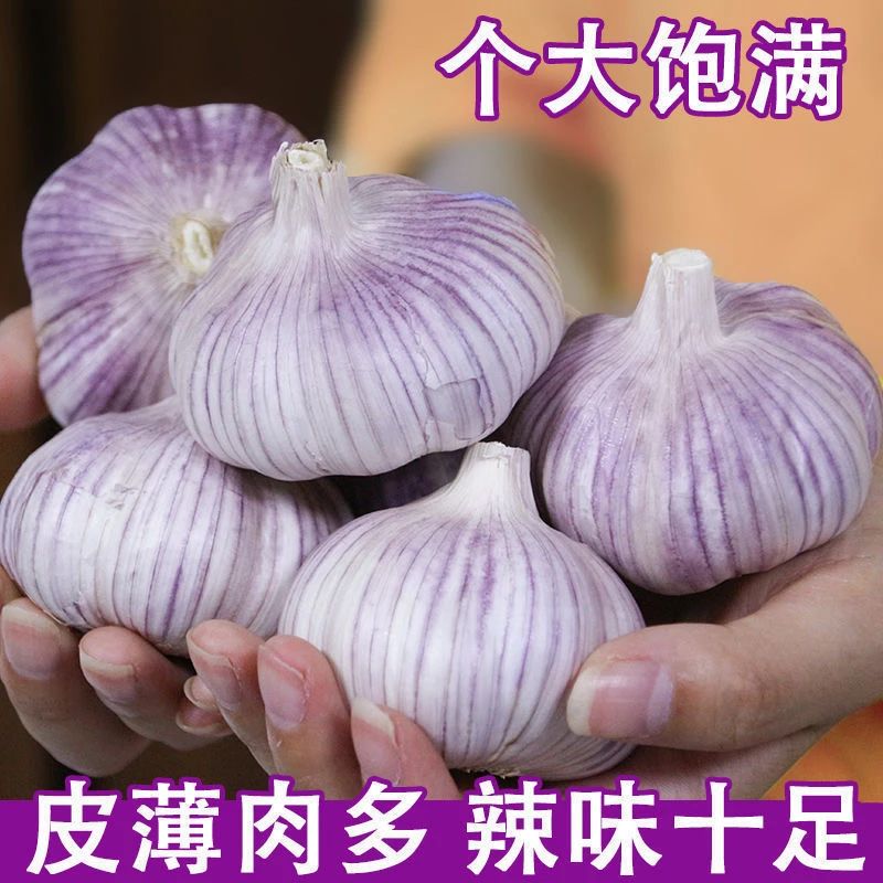 正宗山东金乡大蒜头5斤干蒜紫皮新鲜多瓣独头大蒜头整箱农家包邮