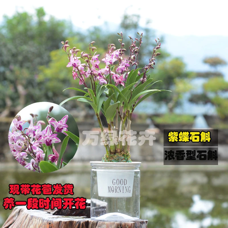 香水石斛兰特色花卉紫蝶石斛兰带花苞年宵花