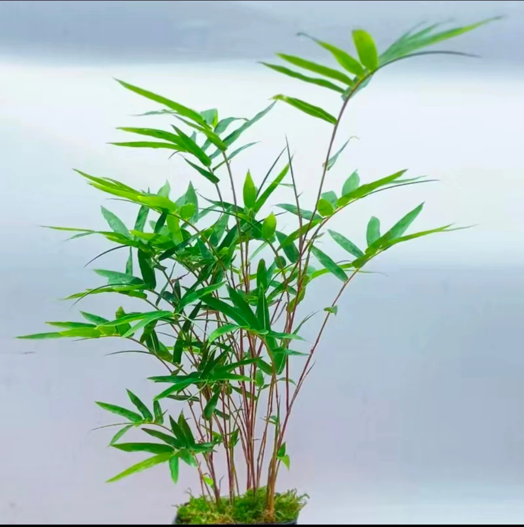 苔藓球观音竹桌面书房室内植物观叶观杆