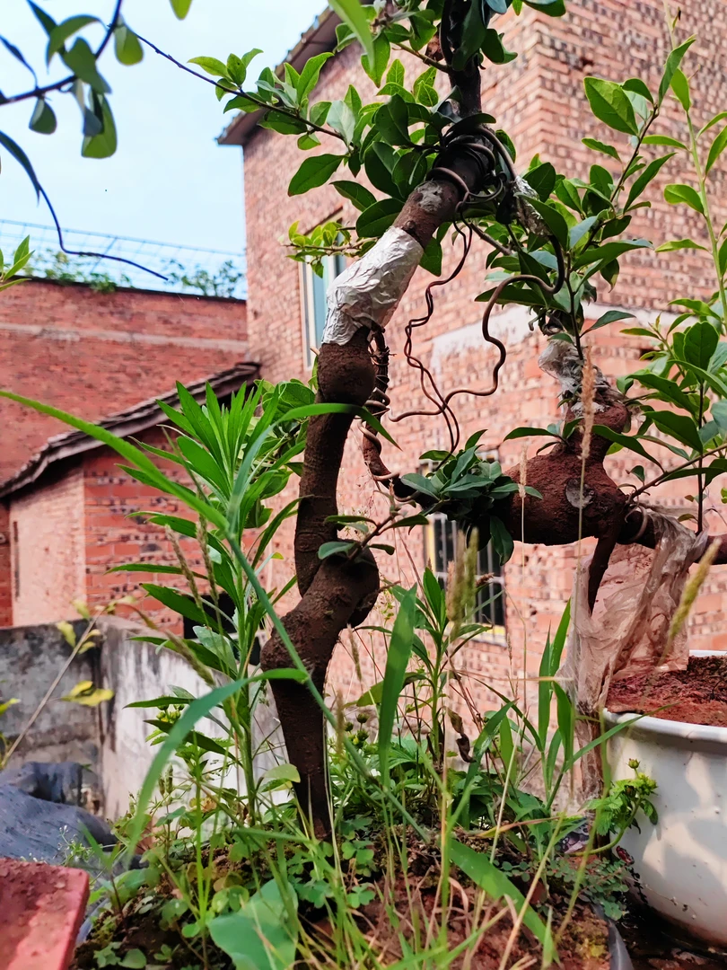 小山灌木金弹子素材