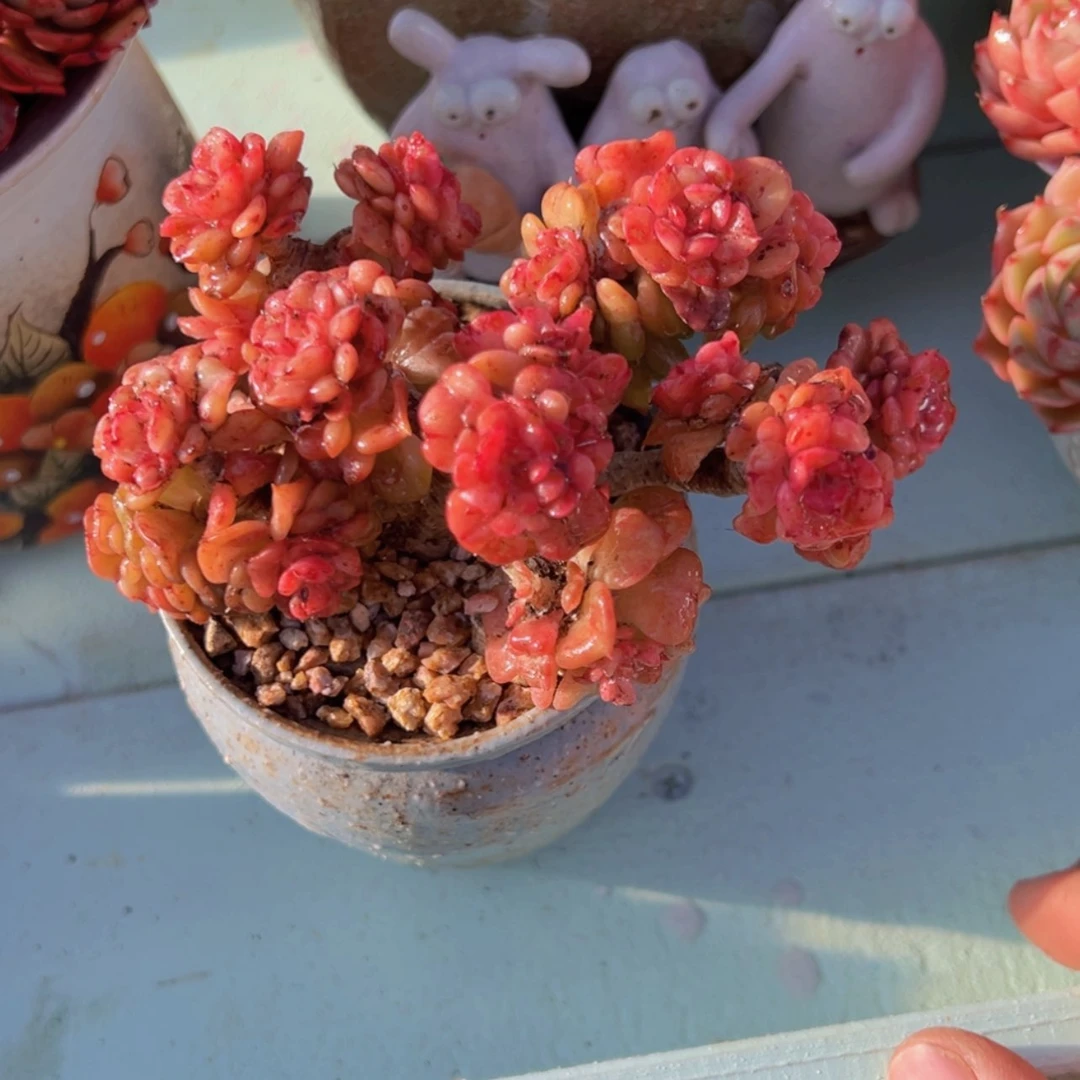 【闪购商品】枣蜡牡丹