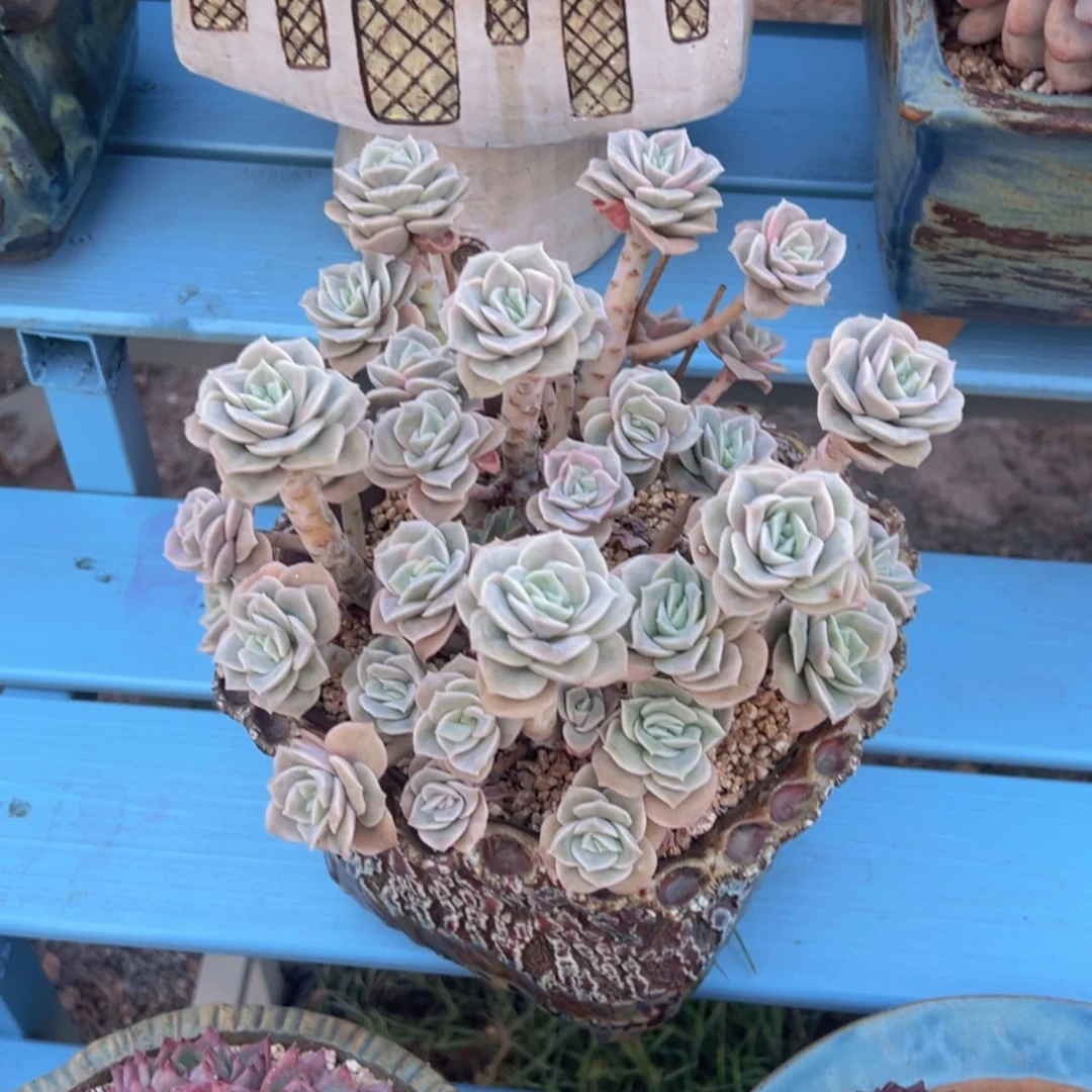 【闪购商品】一物一拍