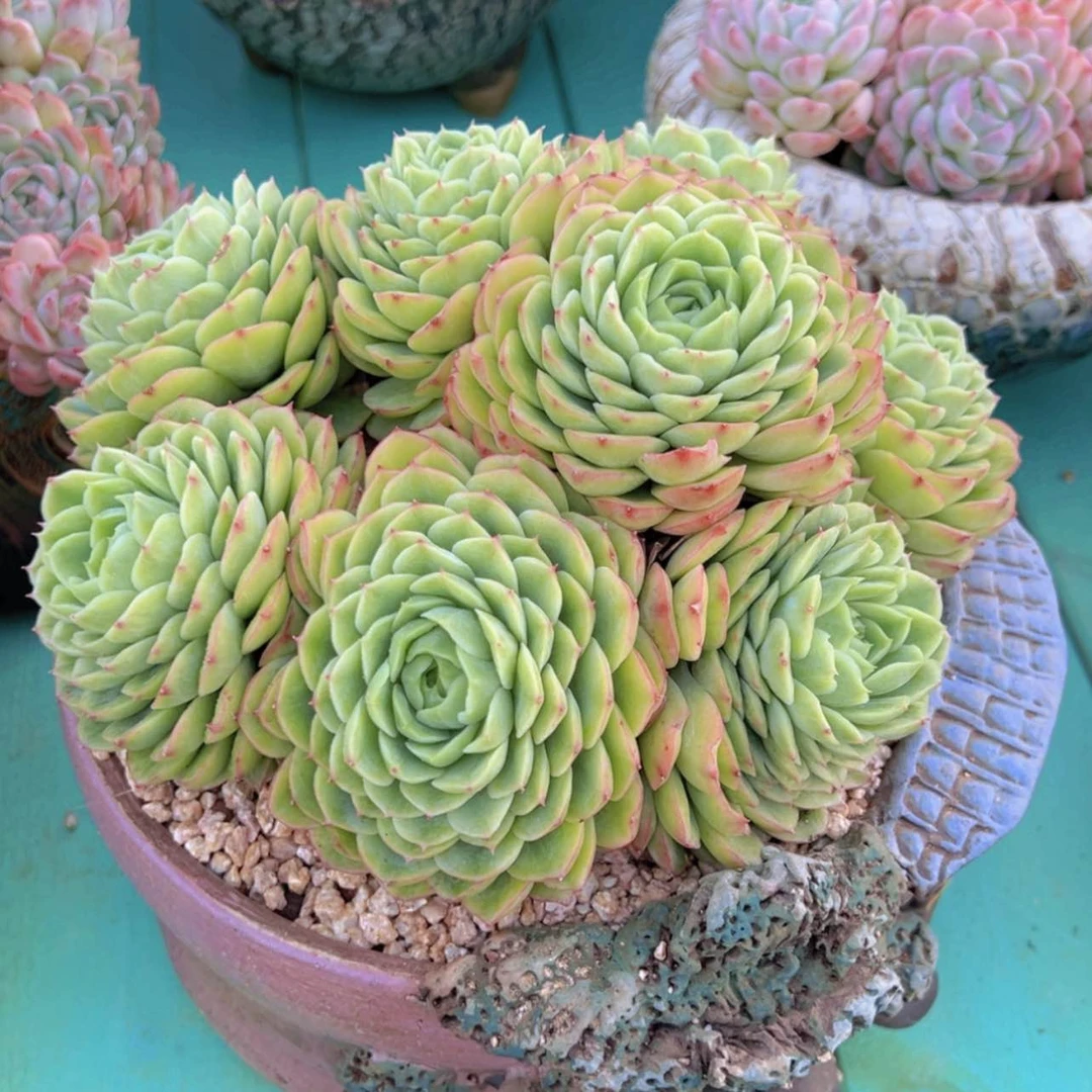 【闪购商品】红陶171cm(含)-200cm(含)阿****光