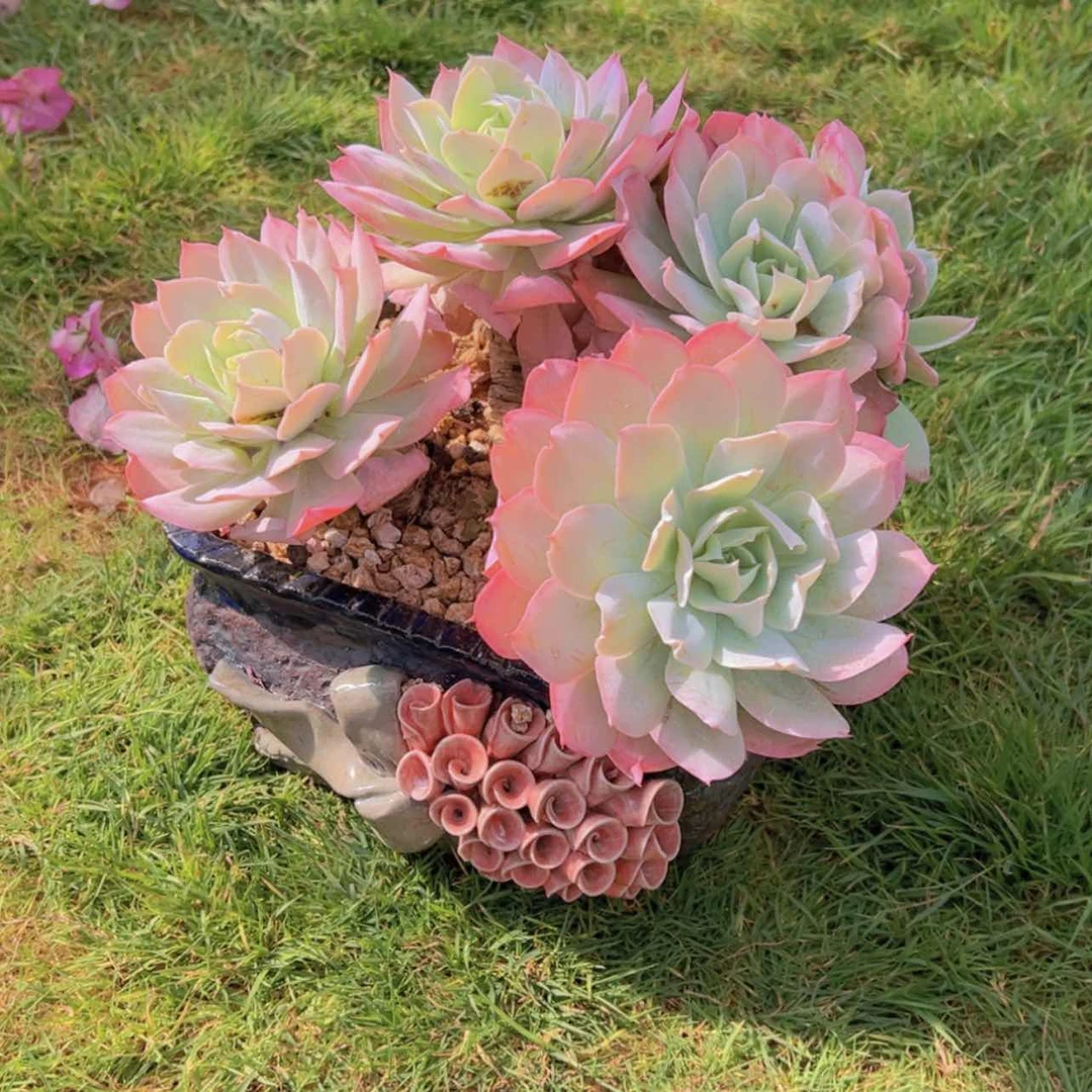 【闪购商品】红陶171cm(含)-200cm(含)