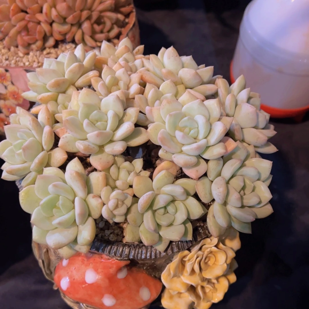 【闪购商品】一物一拍