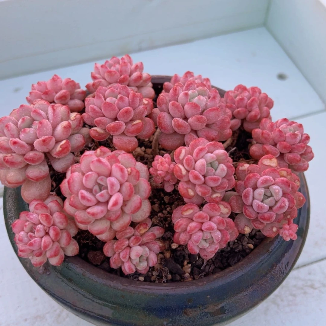 【闪购商品】一物一拍