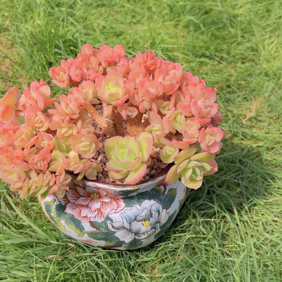 红陶20CM（含）-50CM（不含）