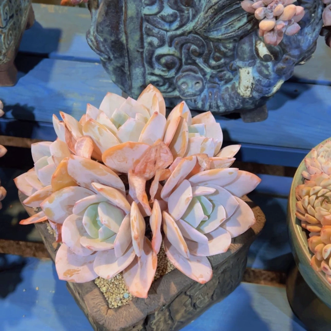 【闪购商品】一物一拍