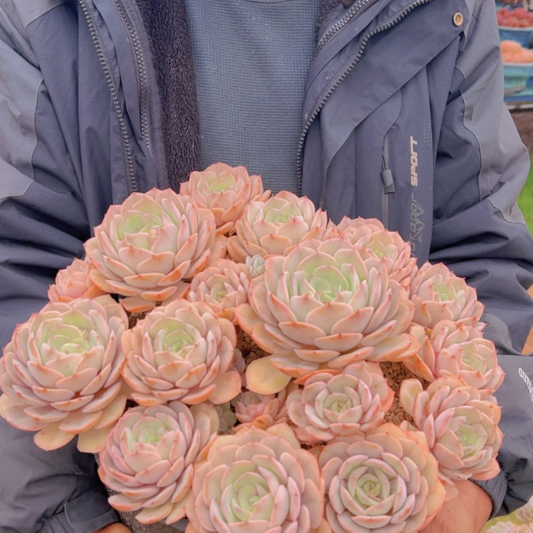 【闪购商品】111111111