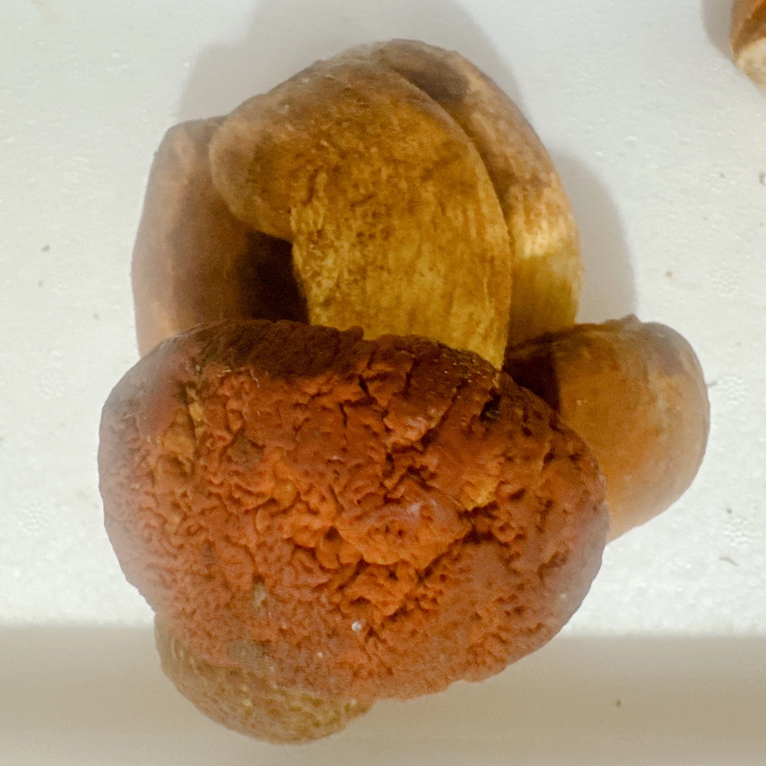 东北原生态食用菌爆花蘑八里香燎水后冷冻发货无盐无任何添加剂