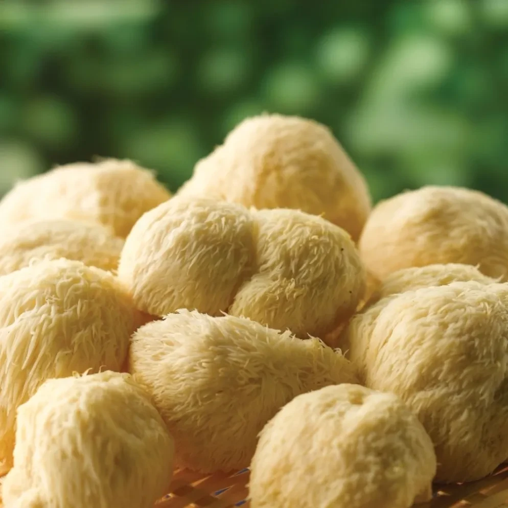 东北猴头菇现采现发鲜口感清香多规格自行选购