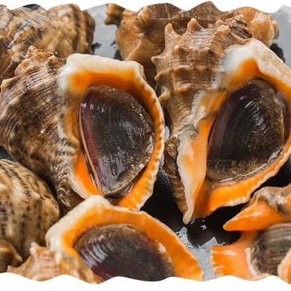 海螺一斤