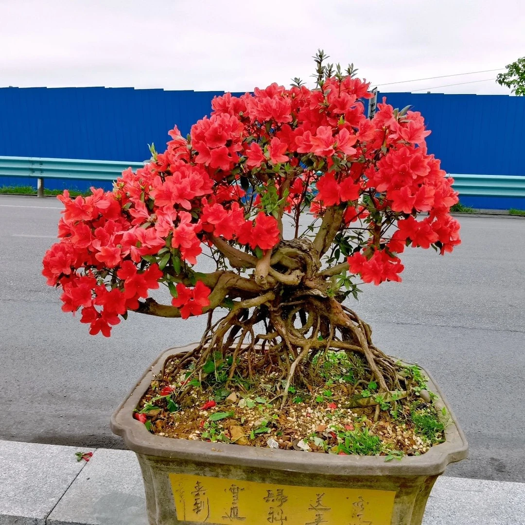 映山红老桩红花杜鹃盆景国旗红胭脂红室内阳台庭院绿植盆栽好养