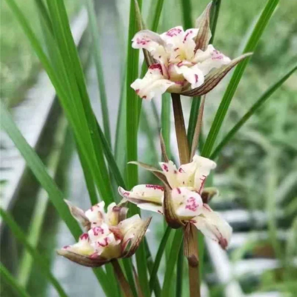 连瓣奇花——一号牡丹