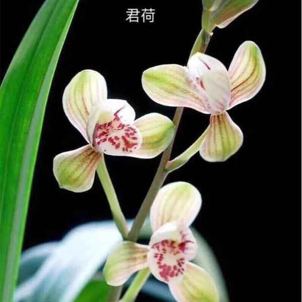 建兰浓香荷瓣——君荷