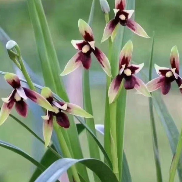 建兰铭品色花——赤诚