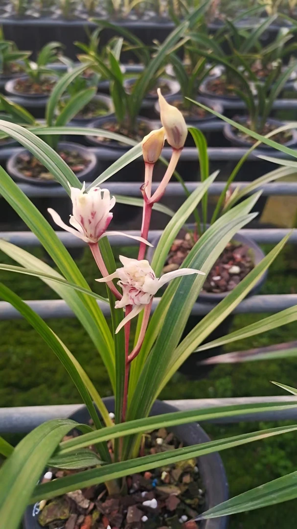 直播间国兰名品一物一拍