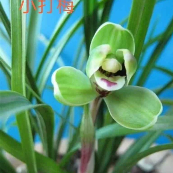 春兰梅瓣——小打梅