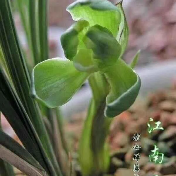 春兰色花——江南雪