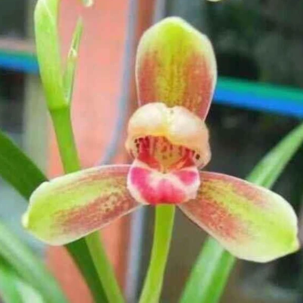 建兰梅瓣——精彩梅