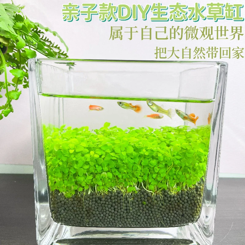 【新疆包邮】鱼缸水草种子微景观水草泥创意桌面盆栽水培植物