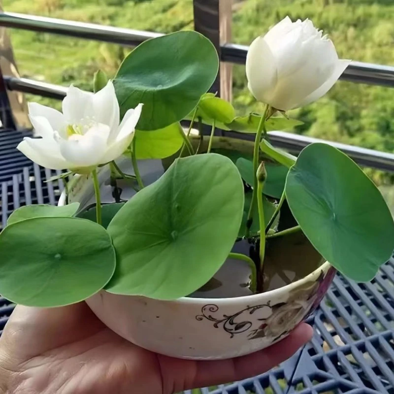 【新疆包邮】碗莲荷花种子水培植物室内绿植盆栽