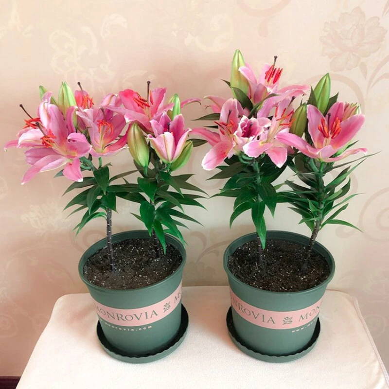 【新疆包邮】香水百合带芽四季绿植物盆栽