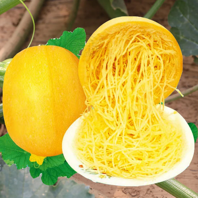金丝绞瓜种子天然粉丝南瓜种籽四季特色蔬菜种籽种植